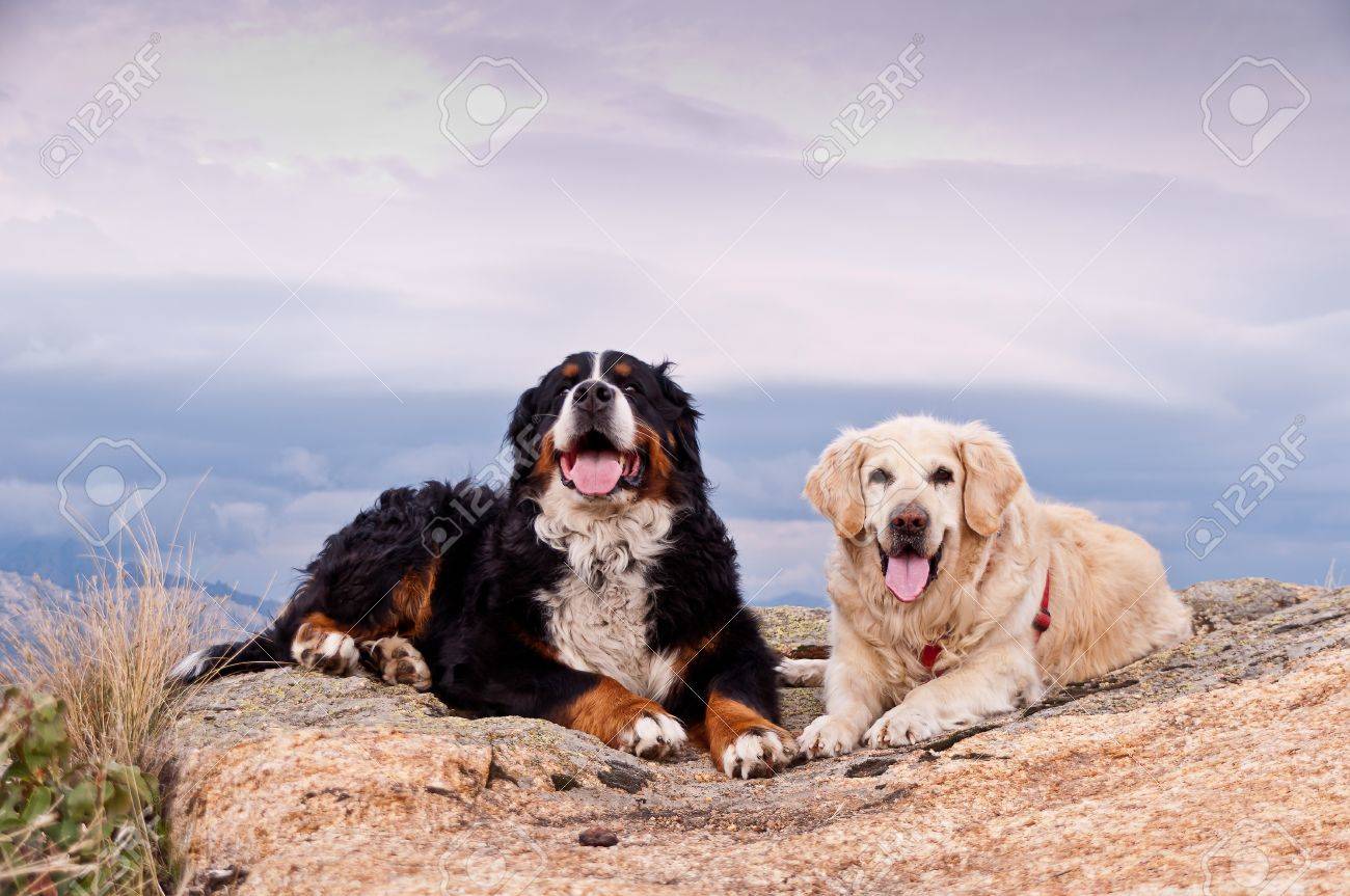 https://previews.123rf.com/images/carlosobriganti/carlosobriganti1205/carlosobriganti120500001/15697197-two-precious-pets-resting-in-the-top-of-a-mountain-you-re-put-his-energies-after-a-lraga-trek-contem.jpg