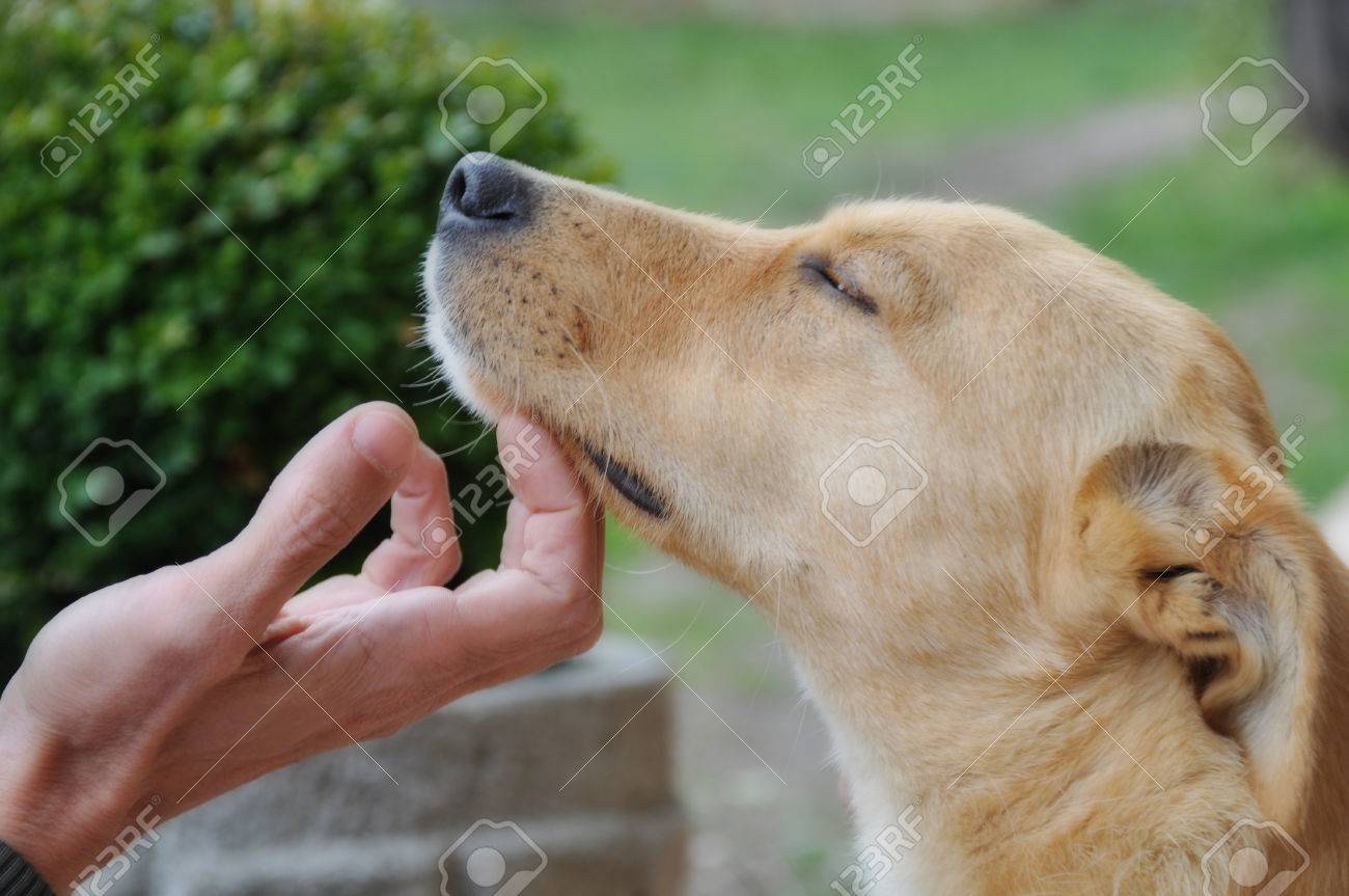 hand muzzle