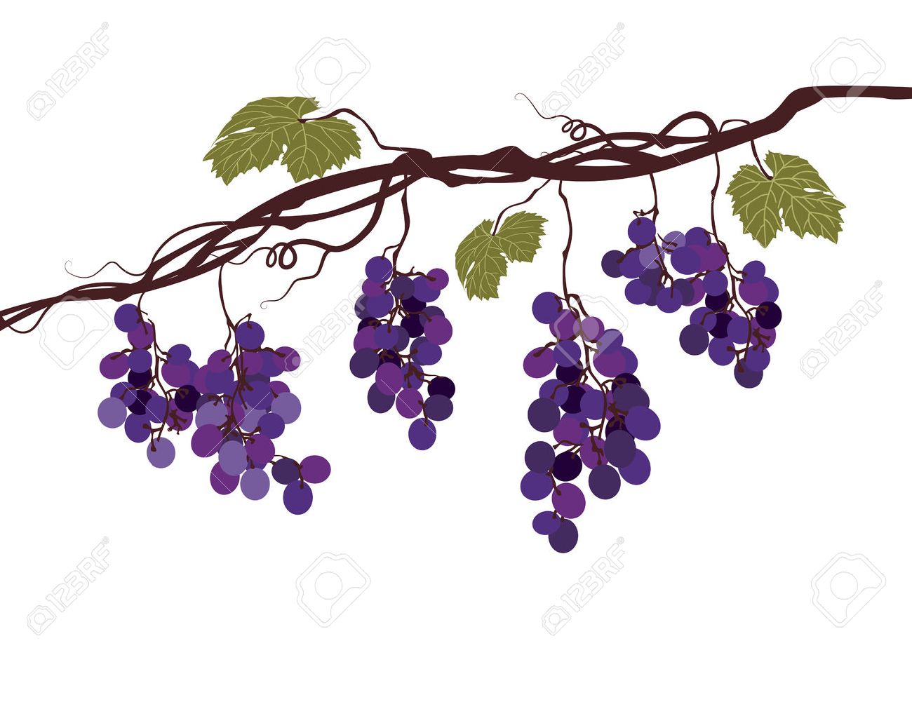 ブドウのつるの様式化されたグラフィック画像のイラスト素材 ベクタ Image