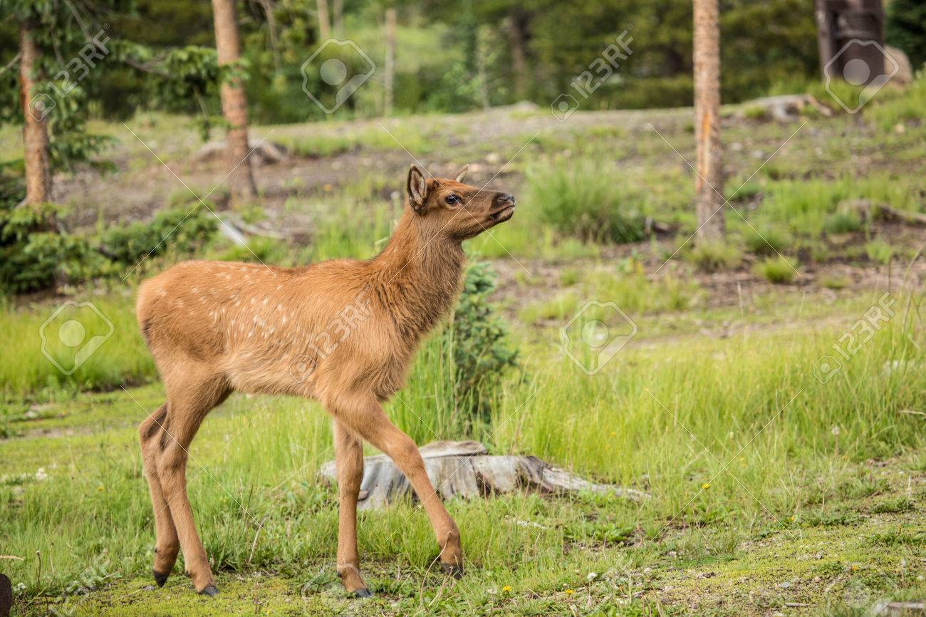 A Baby Elk In Rocky Mountain National Park Colorado Stock Photo, Picture  and Royalty Free Image. Image 22283319., image size:1300x866
