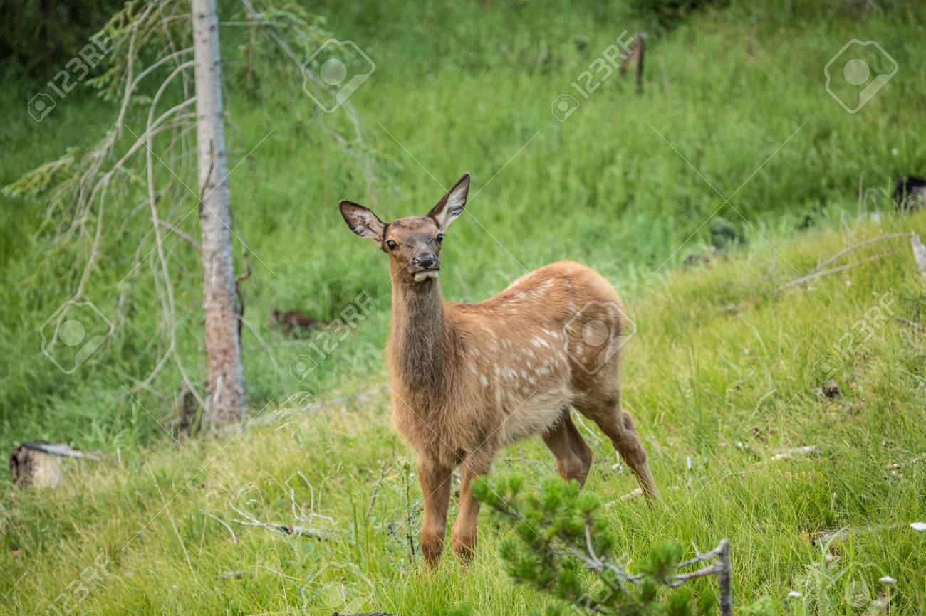 A Baby Elk In Rocky Mountain National Park Colorado Stock Photo, Picture  and Royalty Free Image. Image 22282056., image size:1300x866