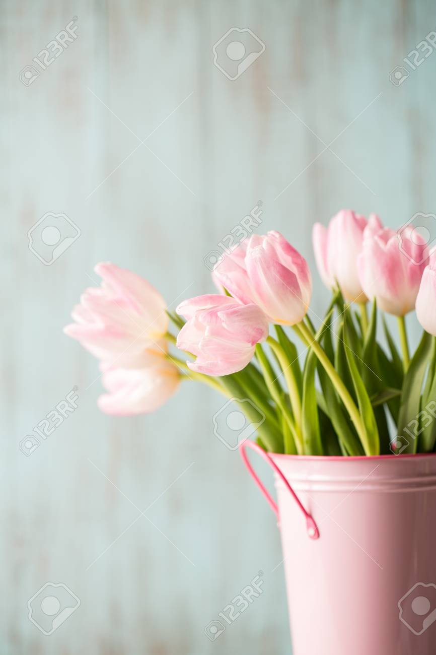 pink and white tulips