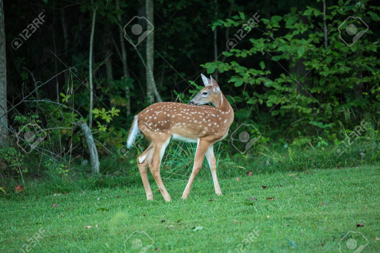 A Baby Deer Doe In The Grass And Forest In Summertime Stock Photo Picture And Royalty Free Image Image