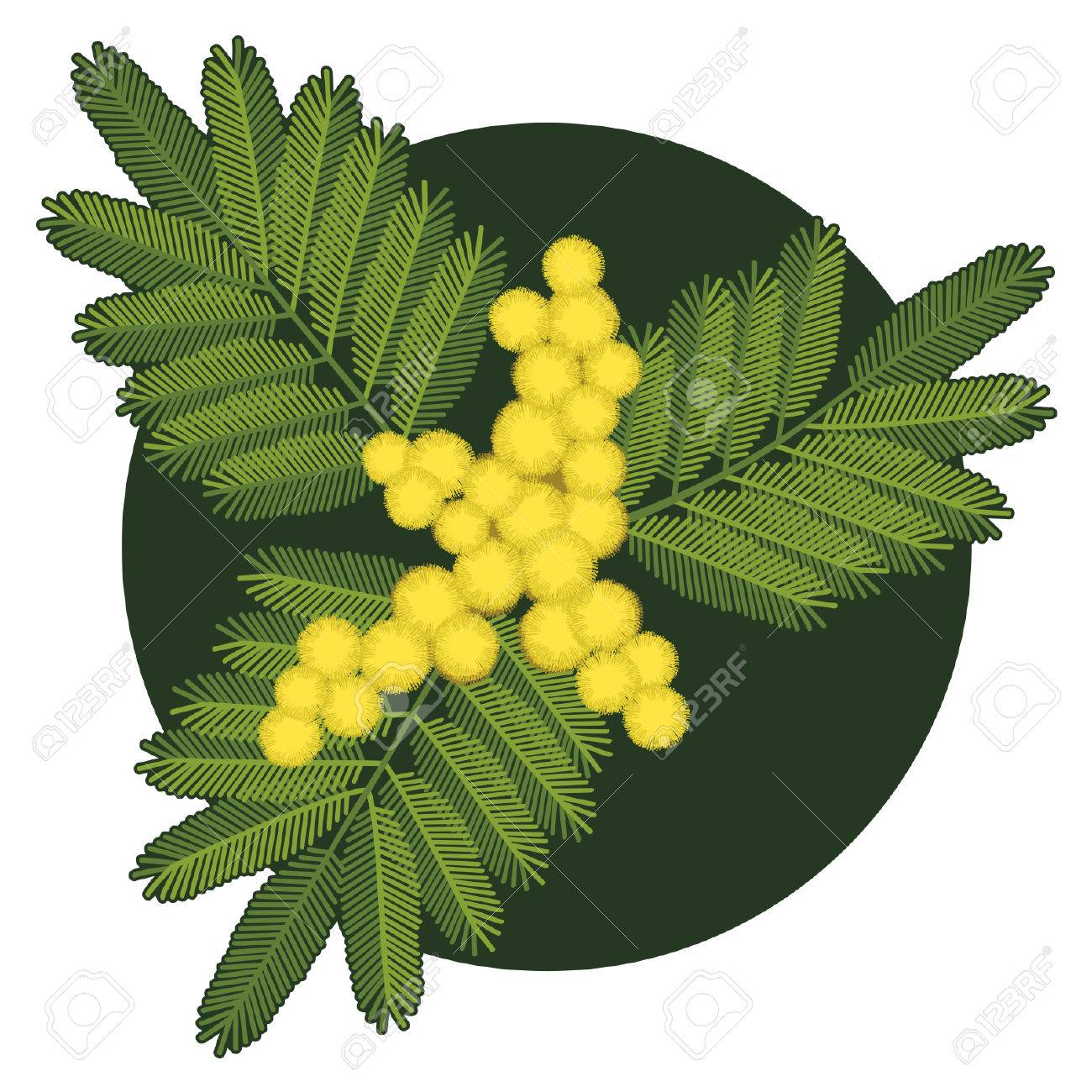 Twig Of Mimosa Flower With Leaves Royalty Free Cliparts Vectors And Stock Illustration Image