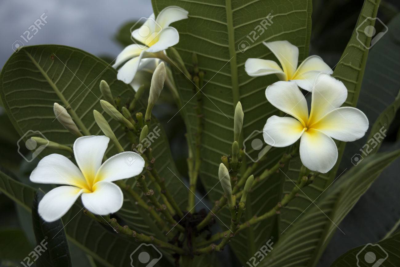 Bouquet De Cinq Pétales Fleurs Blanches Frangipanier Plumeria Avec Centre Jaune Sur Larrière Plan De La Feuille Verte Bouchent Mise Au Point