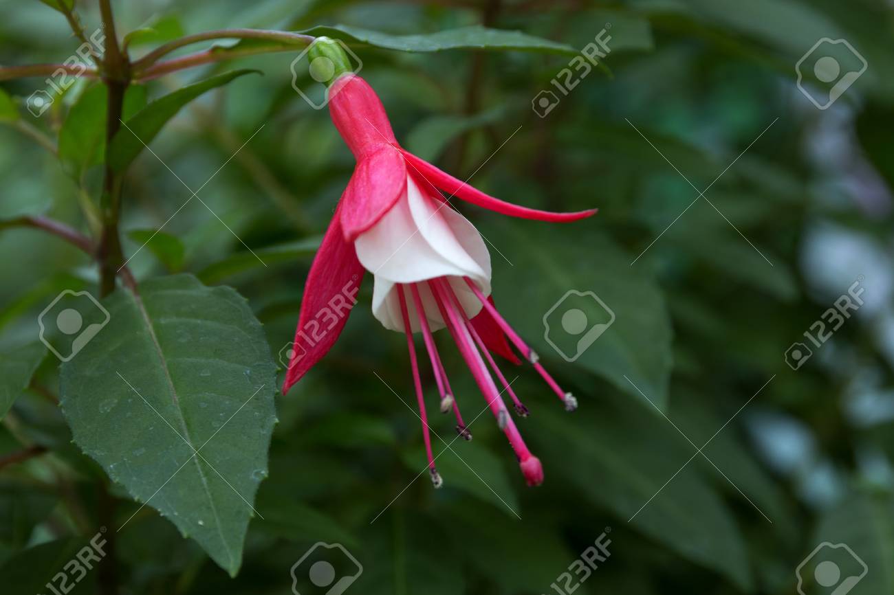 ベスト50 フクシア 花 最高の花の画像