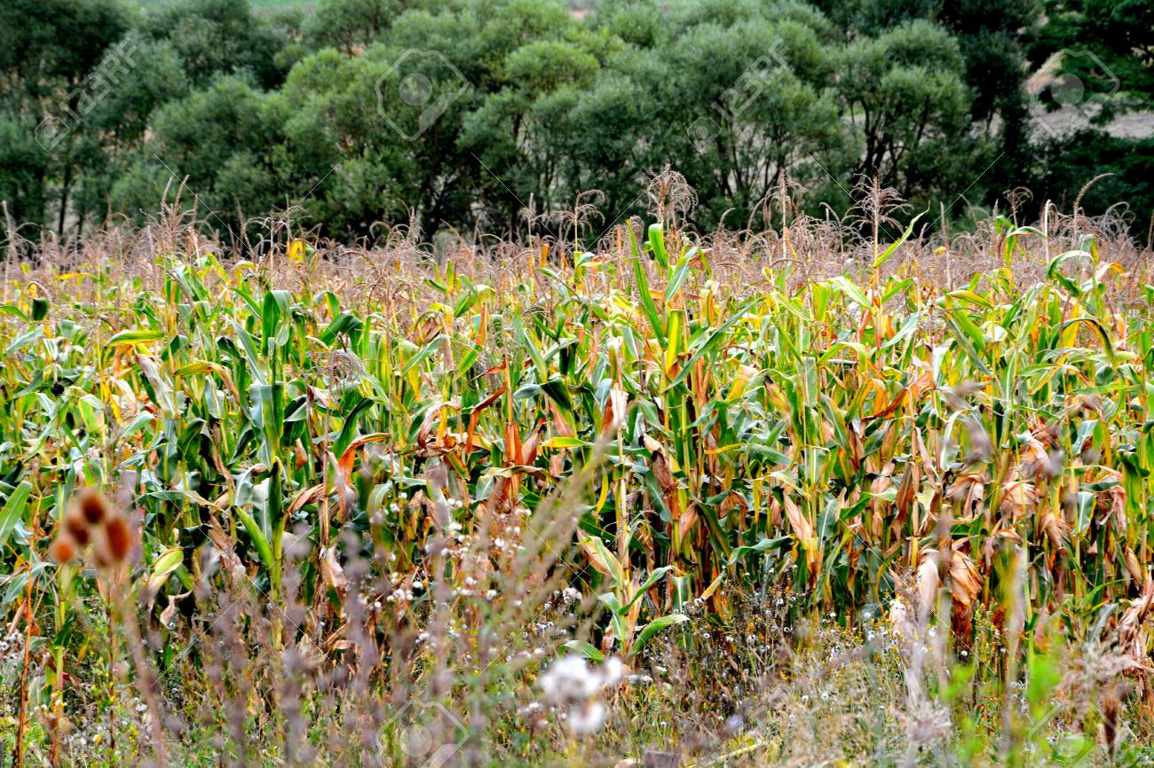 トウモロコシ畑 収穫時期 ルーマニア トランシルバニアの平野の典型的な農村風景 真夏の晴れた日に緑の風景 の写真素材 画像素材 Image トウモロコシ畑 収穫時期 ルーマニア トランシルバニアの平野の典型的な農村風景 真夏の晴れた日に緑の風景 の写真素材 画像素材 Image