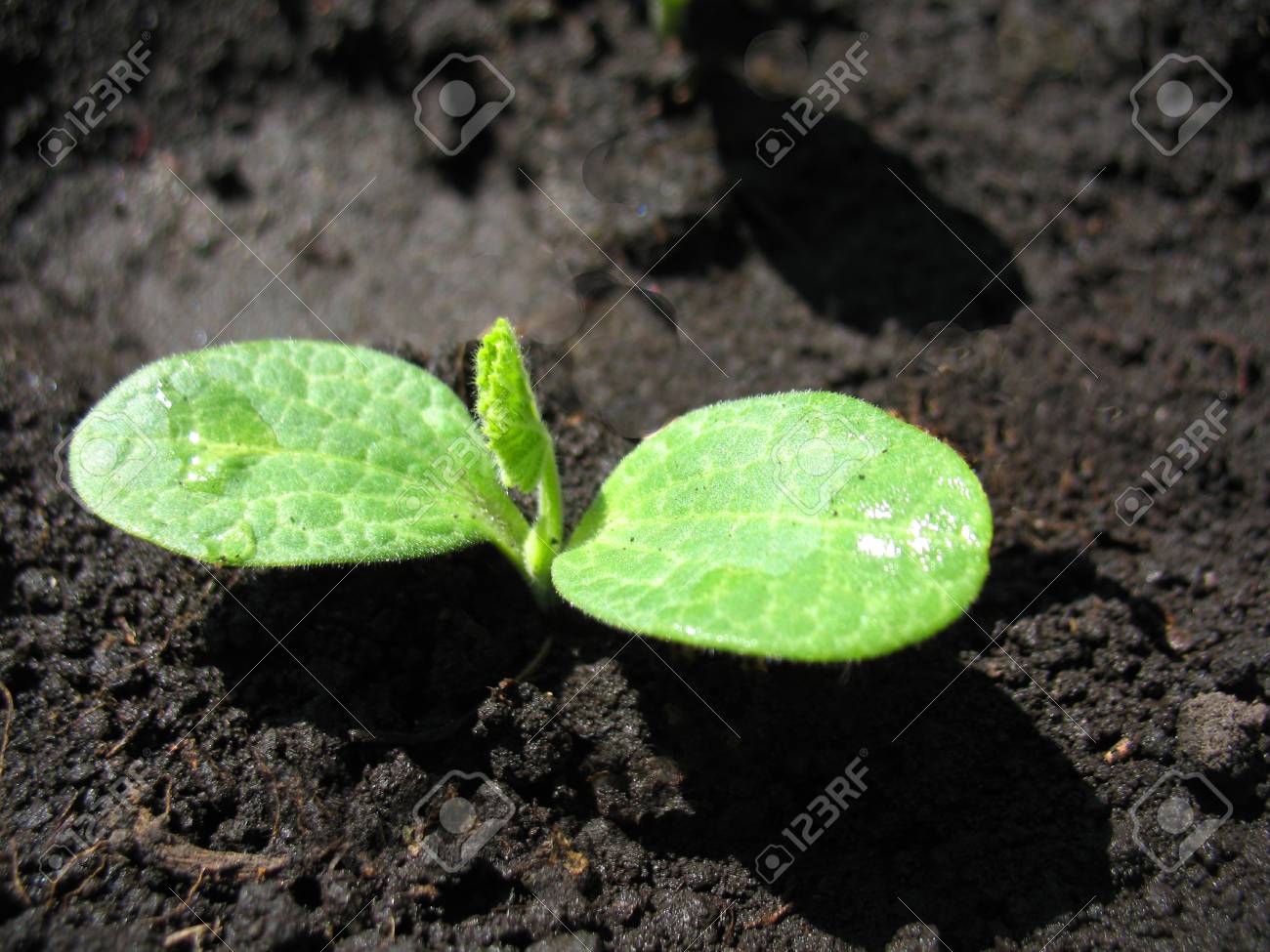地面の芝生の緑の芽があります の写真素材 画像素材 Image