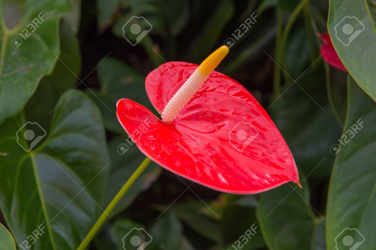 肉穂花序の植物や美しい庭園でサトイモ科の花 の写真素材 画像素材 Image 肉穂花序の植物や美しい庭園でサトイモ科の花 の写真素材 画像素材 Image