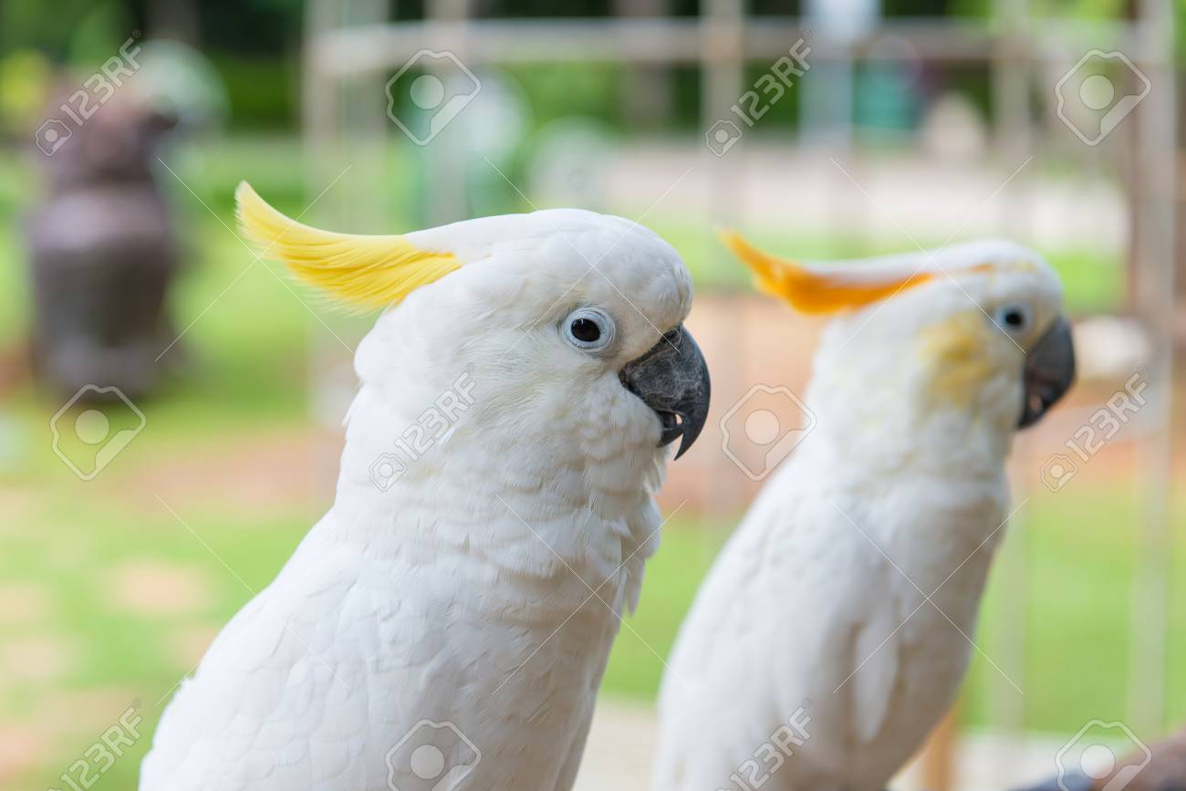 yellow crested cockatoo or white parrot standing on tree in park