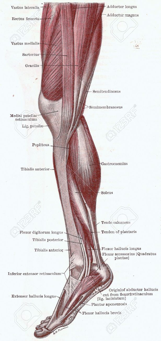 Dissektion Der Bein Muskeln Der Knie Bein Und Fuss Von Medialen Seite Aus Einer Fruhen 20 Jahrhundert Anatomie Lehrbuch Out Of Copyright Lizenzfreie Fotos Bilder Und Stock Fotografie Image 5327559