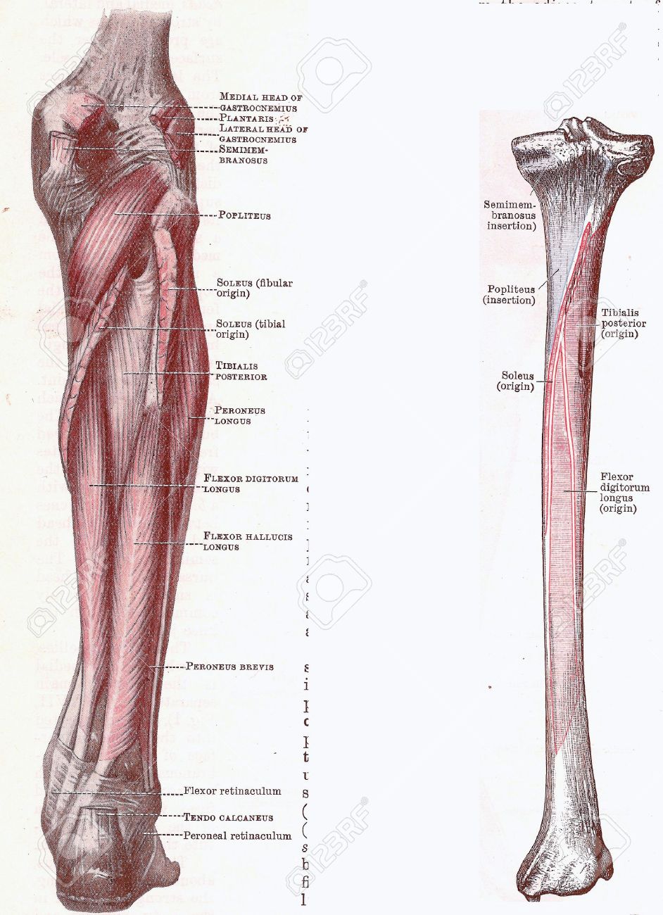 Dissection of the leg, muscles and attachments, from an early 20th century anatomy textbook, out of copyright - 5327560 Dissection of the leg, muscles and attachments, from an early 20th century anatomy textbook, out of copyright - 5327560