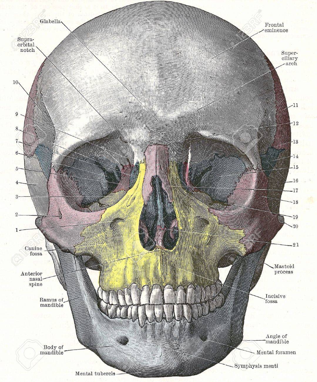Dissection of the human head - front of skull; from an early 20th century anatomy textbook, out of copyright - 5327567 Dissection of the human head - front of skull; from an early 20th century anatomy textbook, out of copyright - 5327567