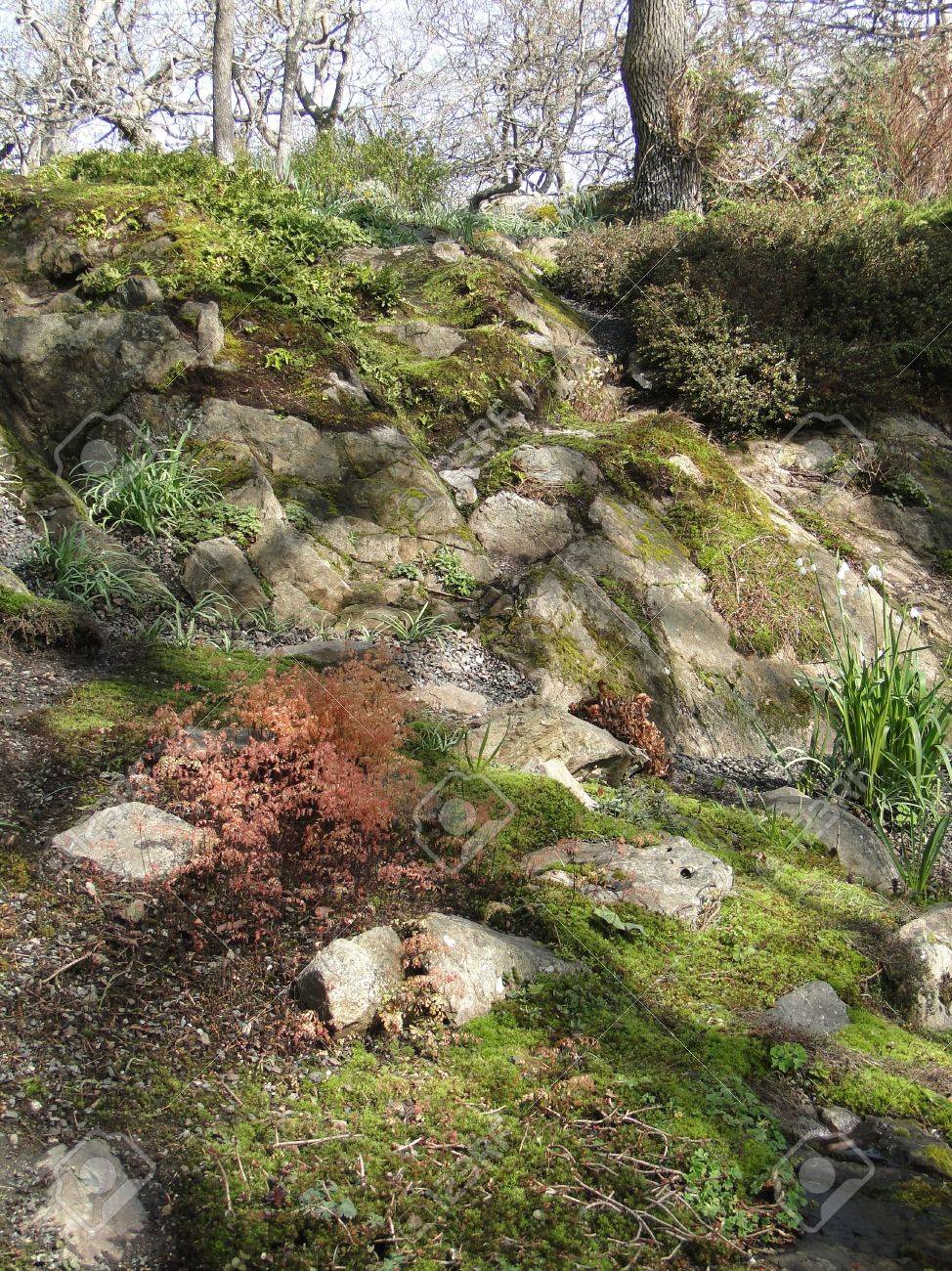 Fruhling Straucher Und Blumen In Voller Blute Im Steingarten In Beacon Hill Park Victoria Bc Kanada Lizenzfreie Fotos Bilder Und Stock Fotografie Image 10497743
