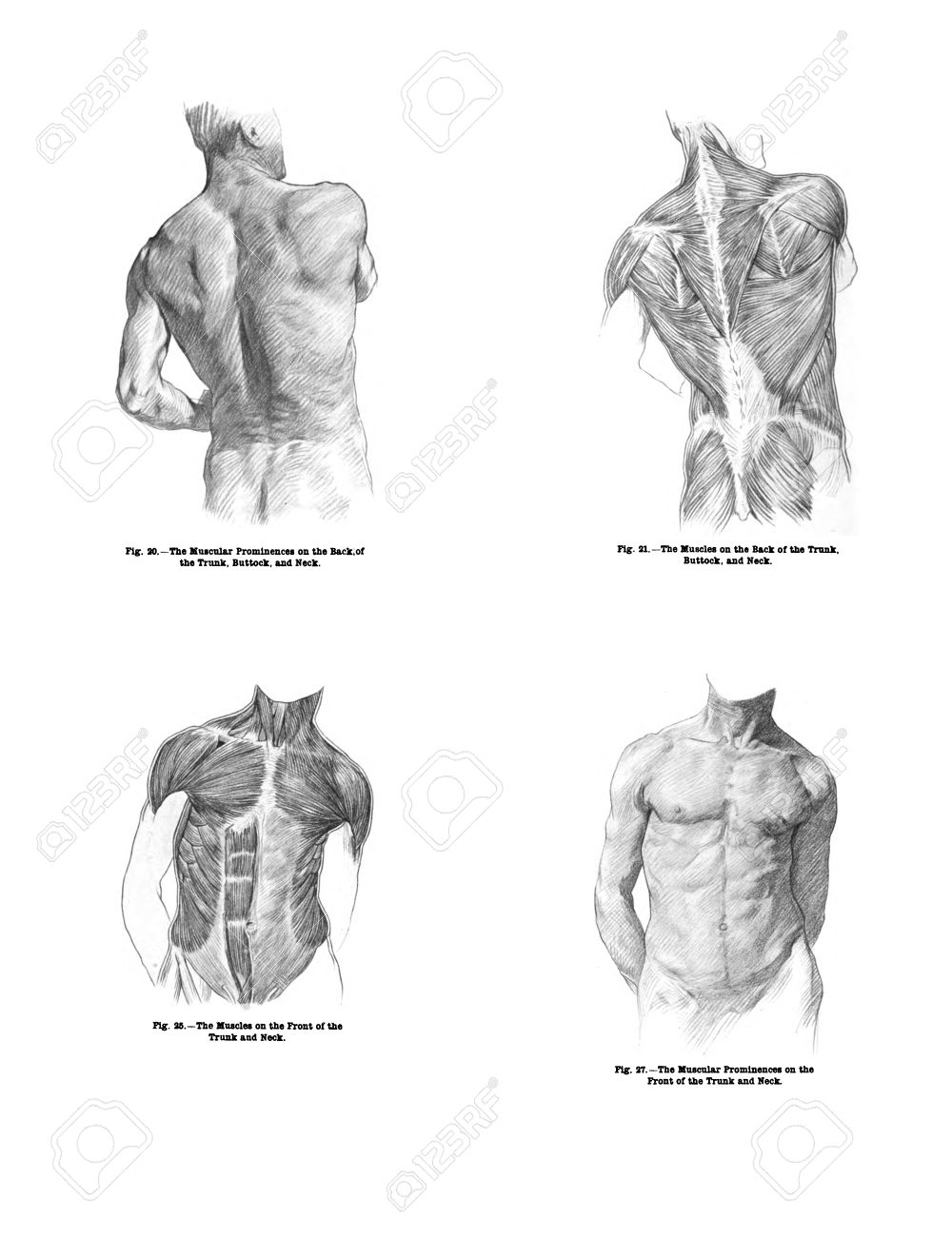 4 Views Of The Human Back Muscles And Torso From Out Of Print Stock Photo Picture And Royalty Free Image Image 11309096