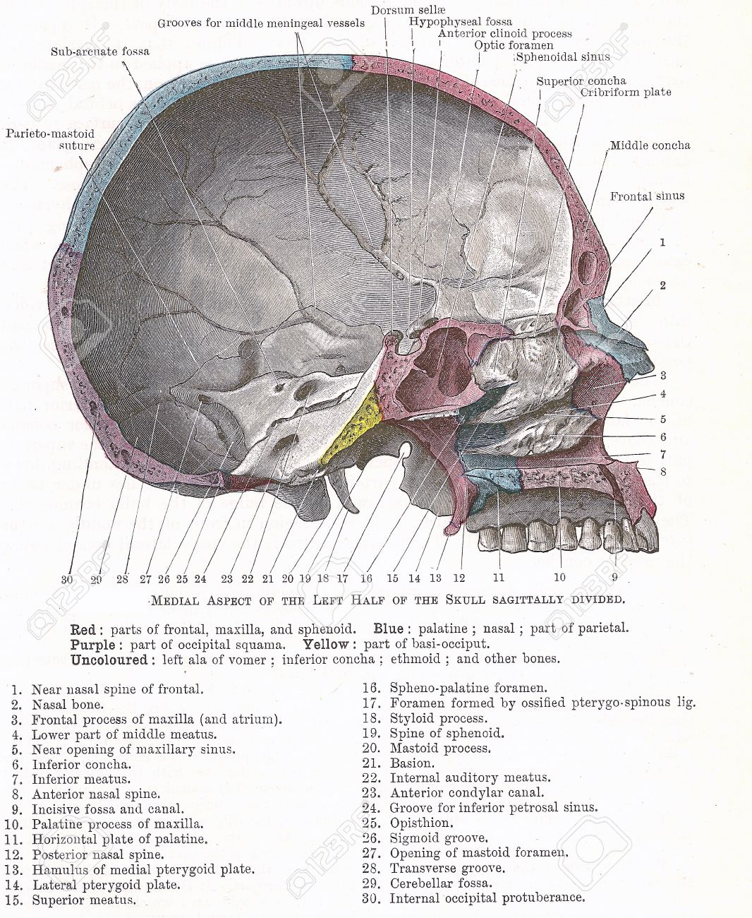 頭部 頭蓋骨 分けられる Sagitally の左側にあるの内側面の解剖著作権のうち 世紀初頭の解剖学の教科書から の写真素材 画像素材 Image