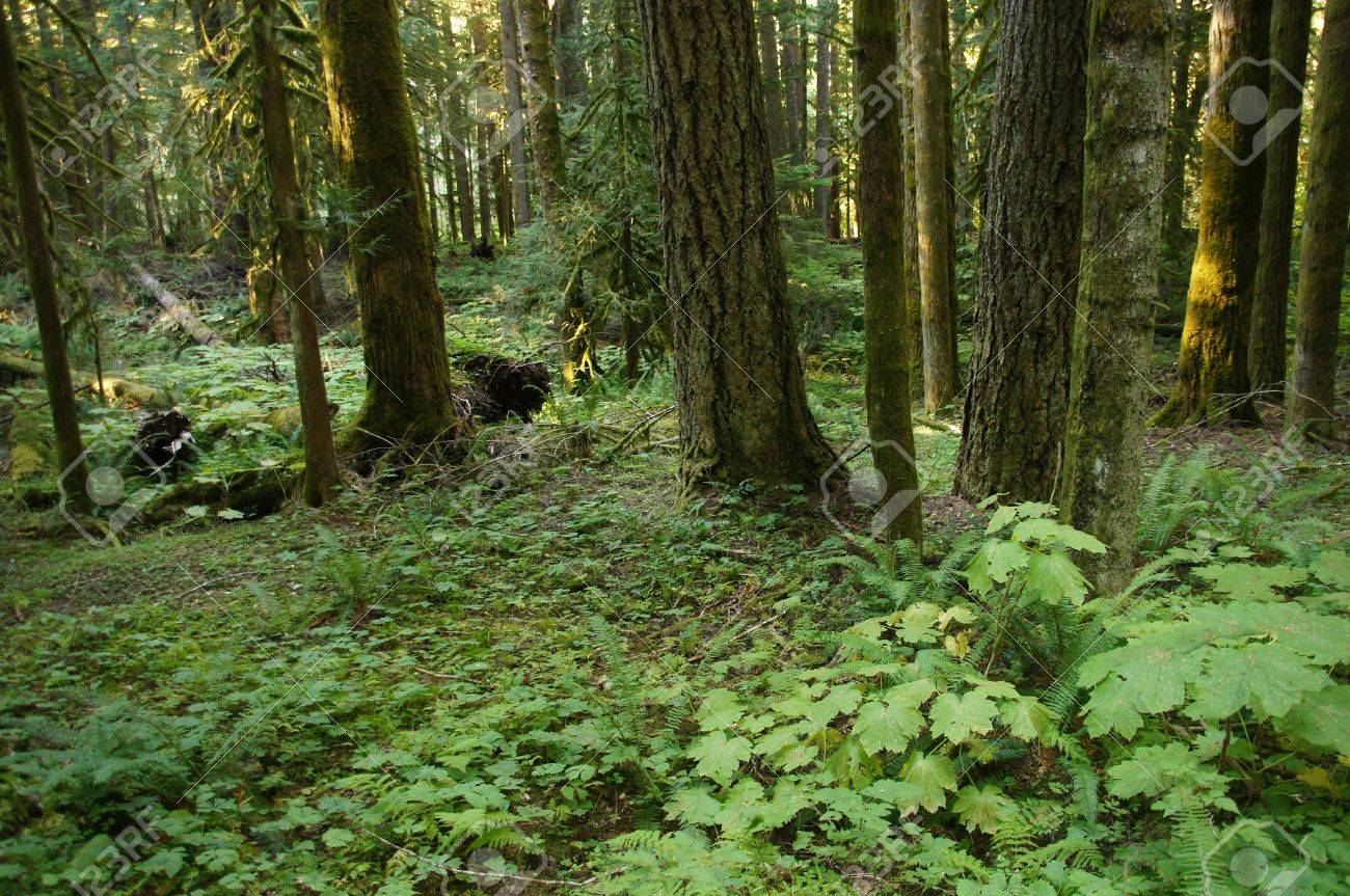 Undergrowth