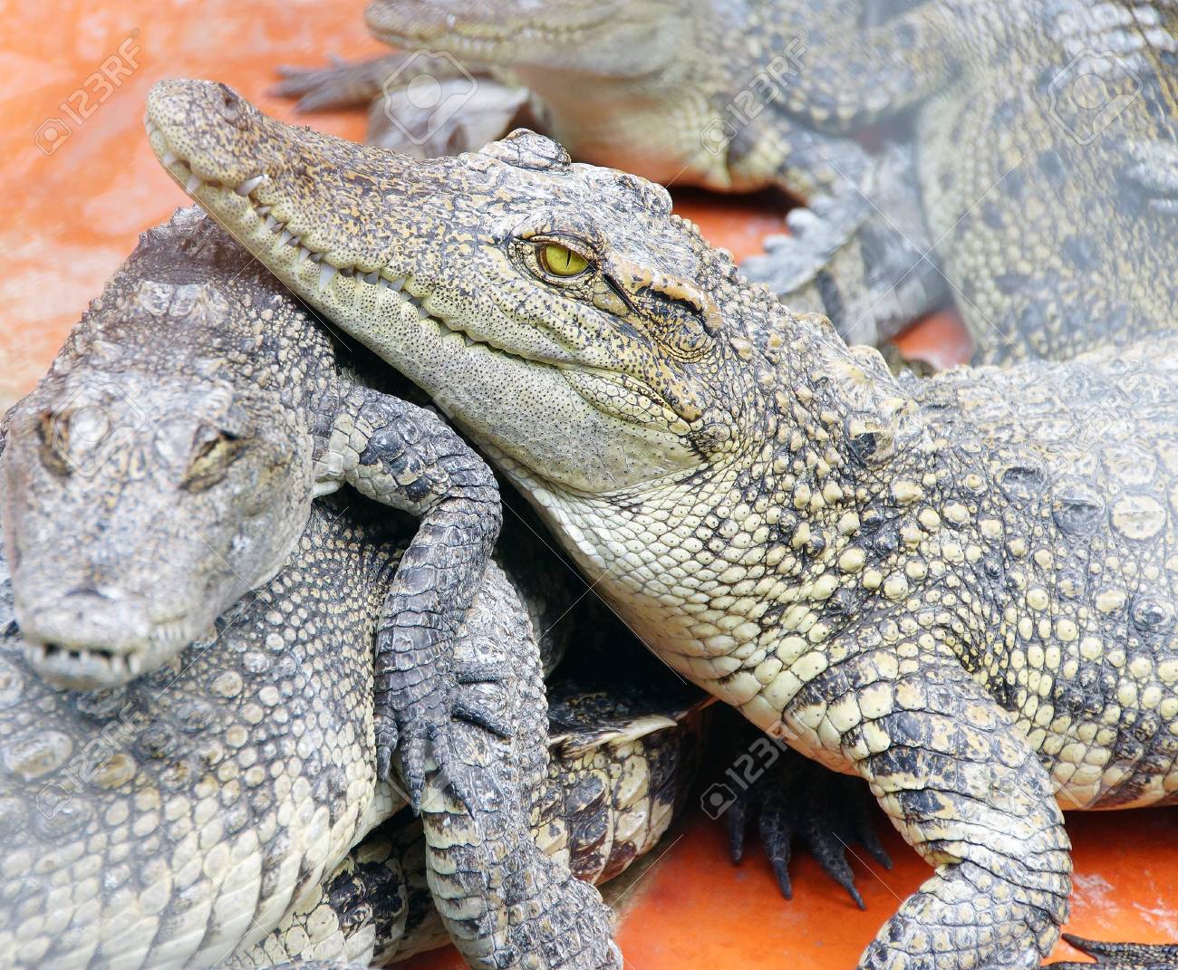 Crocodiles Bebe Reposant Ensemble Long Xuyen Crocodile Farm Le Delta Du Mekong Au Vietnam Banque D Images Et Photos Libres De Droits Image
