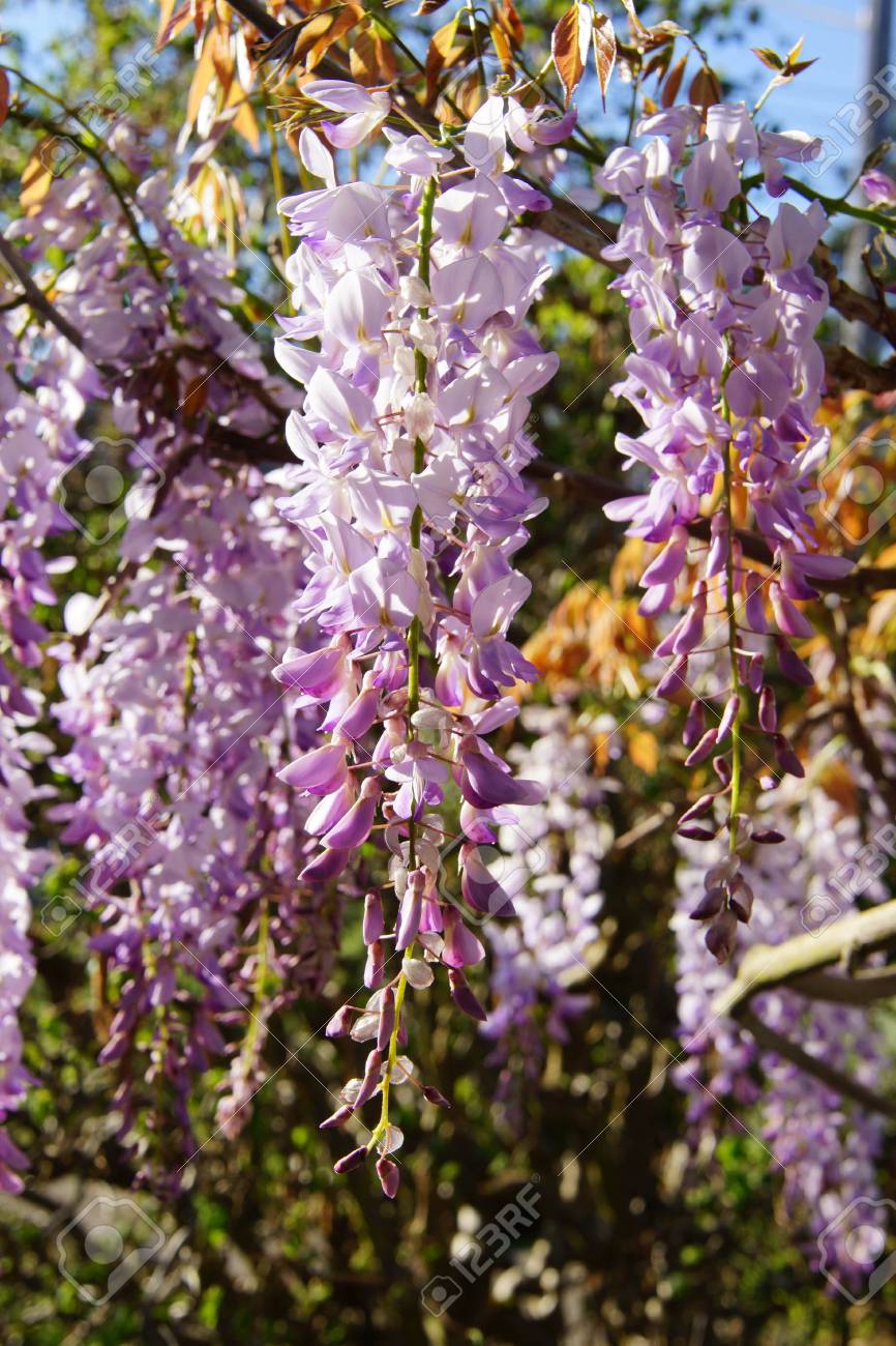 藤満開では シアトルの庭の格子垣 の写真素材 画像素材 Image 藤満開では シアトルの庭の格子垣 の写真素材 画像素材 Image