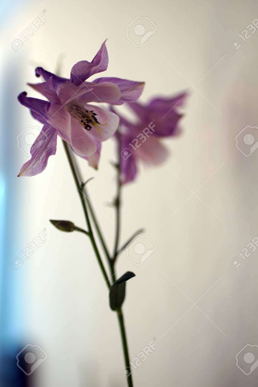 紫のオダマキ白で隔離 の写真素材 画像素材 Image