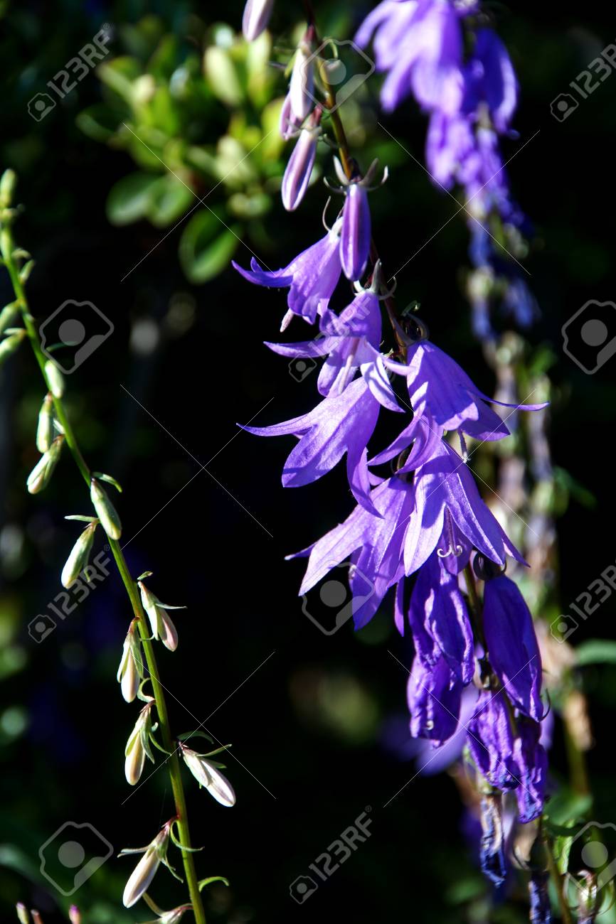 シアトルの庭で背の高い紫の野の花 の写真素材 画像素材 Image