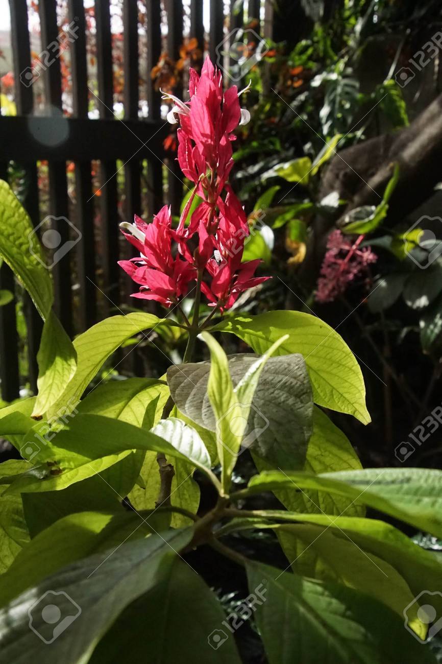 Flores Brasileñas Del Reloj Rojo (Megaskepasma Erythrochlamys) En