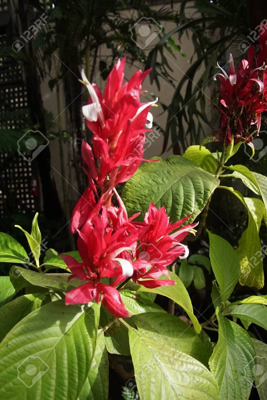 Flores Brasileñas Del Reloj Rojo (Megaskepasma Erythrochlamys) En