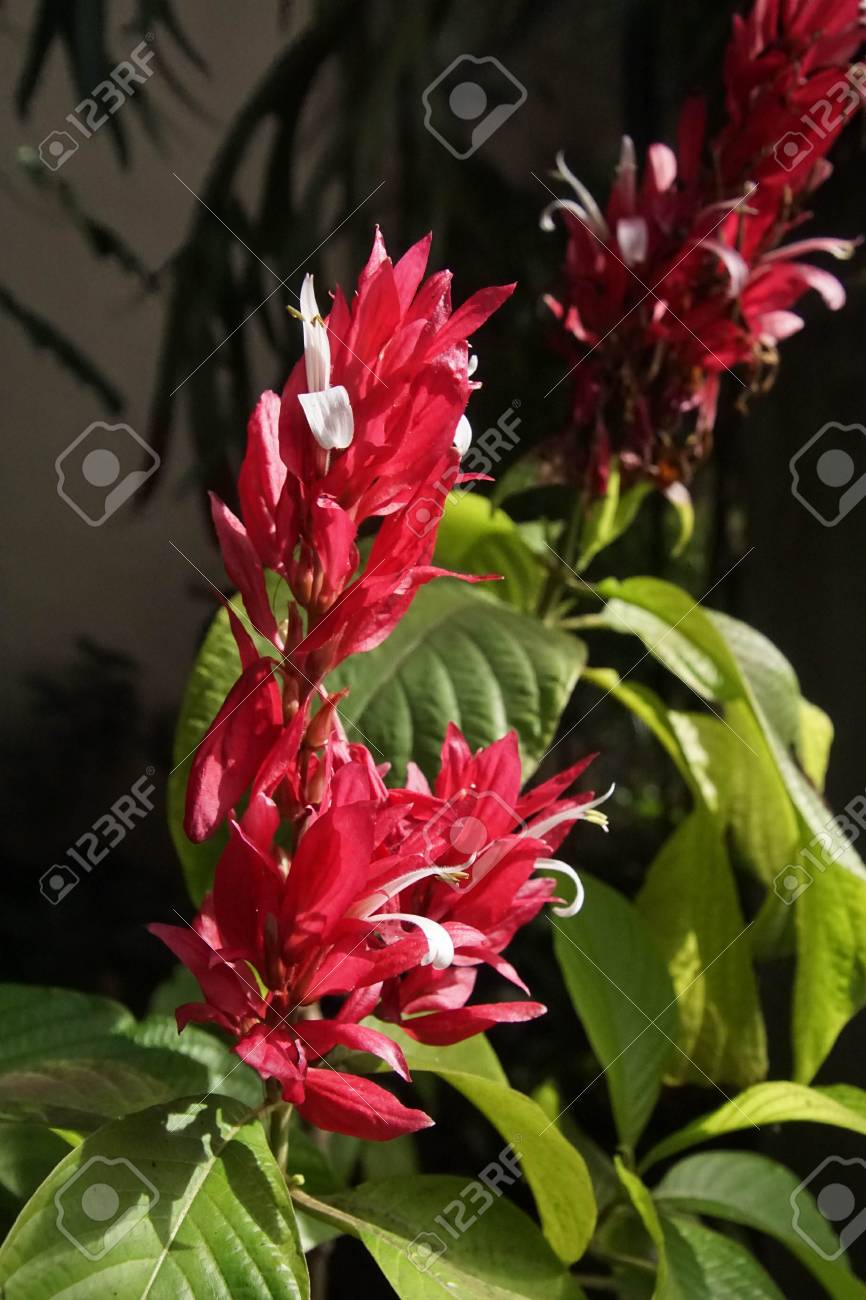 Flores Brasileñas Del Reloj Rojo (Megaskepasma Erythrochlamys) En