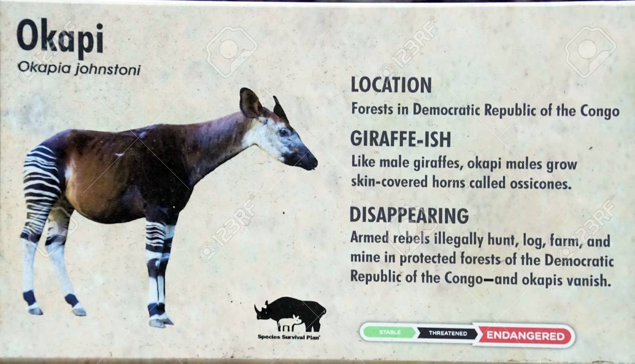 キリンに似たオカピ オカピア ジョンギ サンディエゴ カリフォルニア の写真素材 画像素材 Image キリンに似たオカピ オカピア ジョンギ サンディエゴ カリフォルニア の写真素材 画像素材 Image