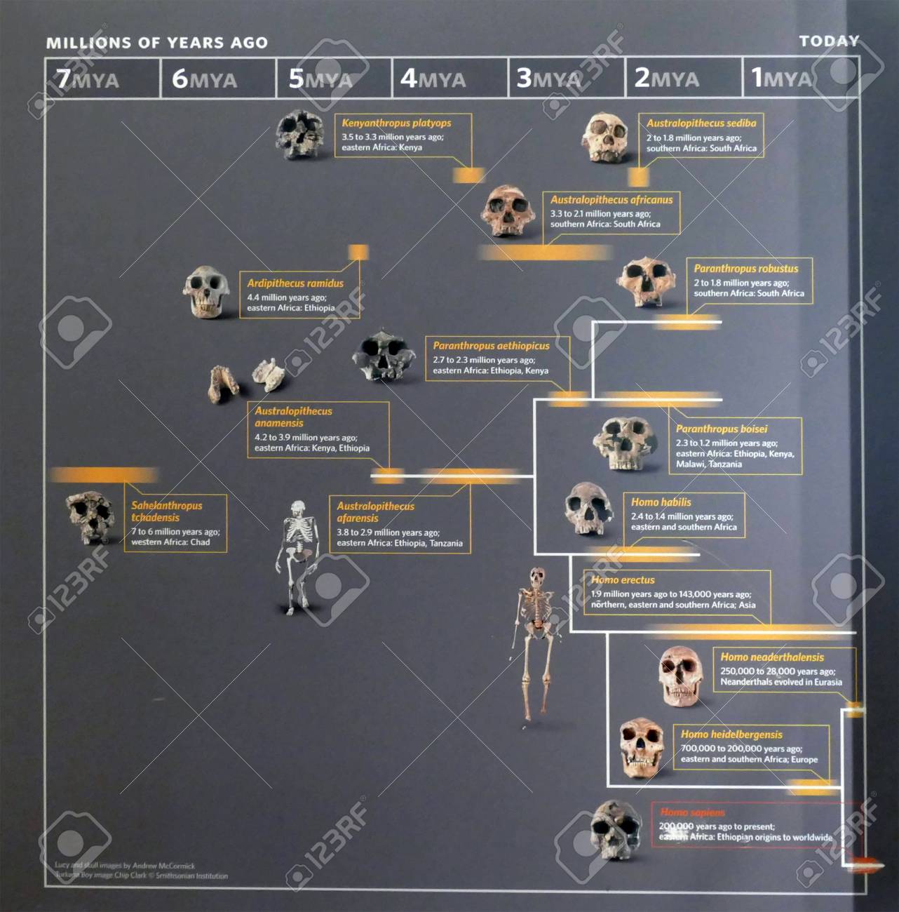 primate family tree diagram