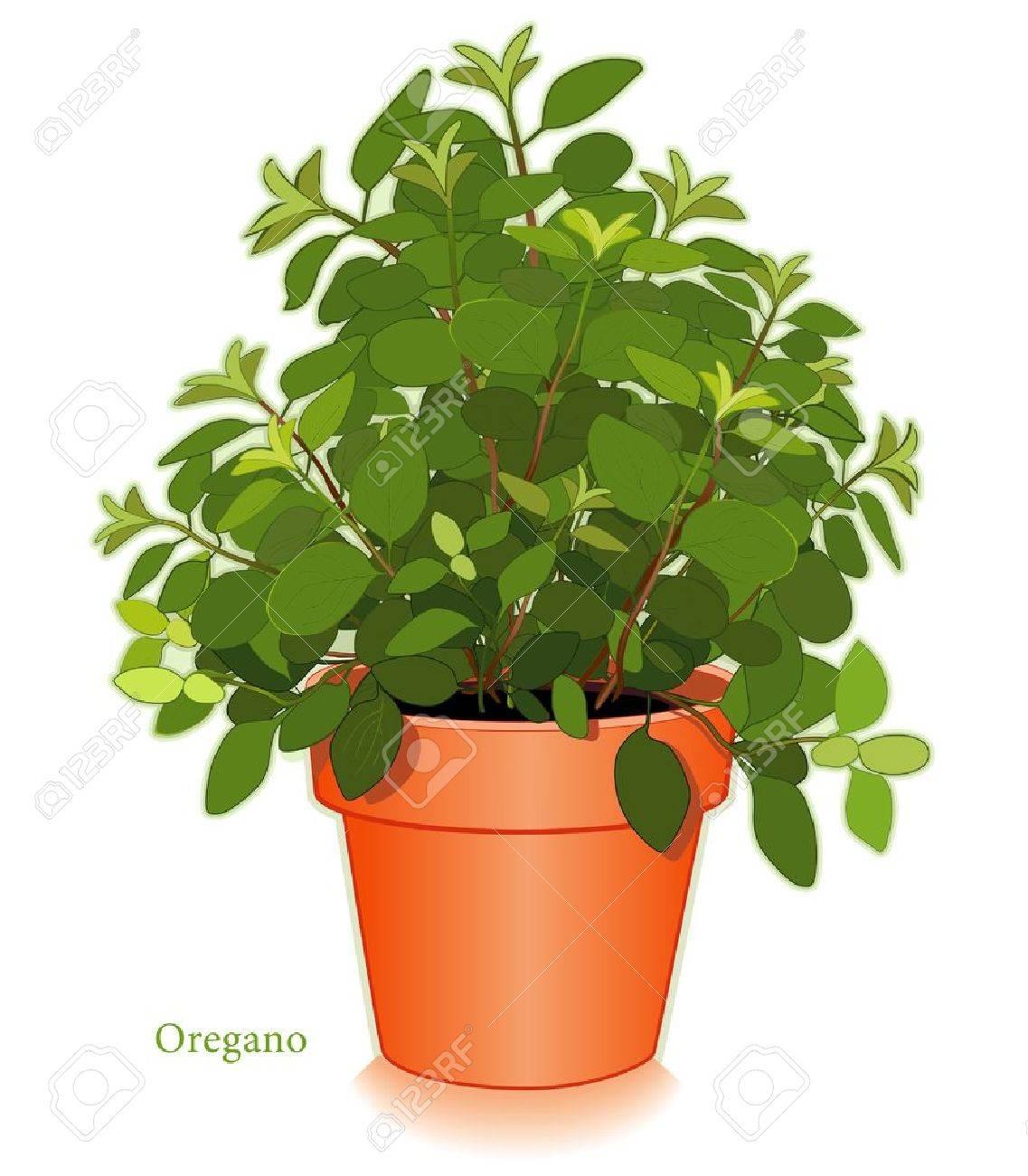 イタリアのオレガノのハーブの植物 のイラスト素材 ベクタ Image イタリアのオレガノのハーブの植物 のイラスト素材 ベクタ Image