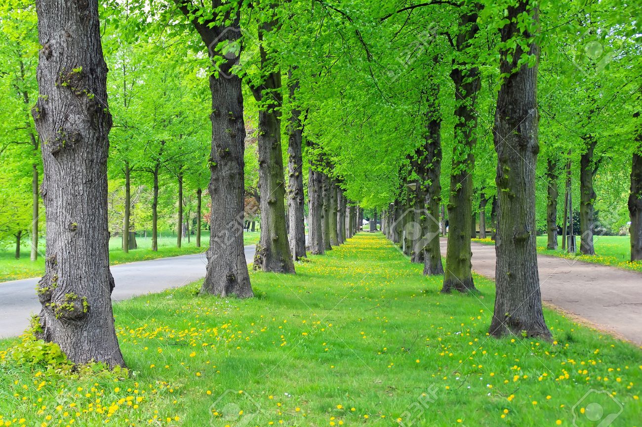 lane of green trees