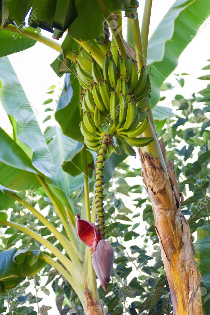 Bananenstaude Mit Grunen Blattern Und Einem Rosa Knopf Lizenzfreie Fotos Bilder Und Stock Fotografie Image