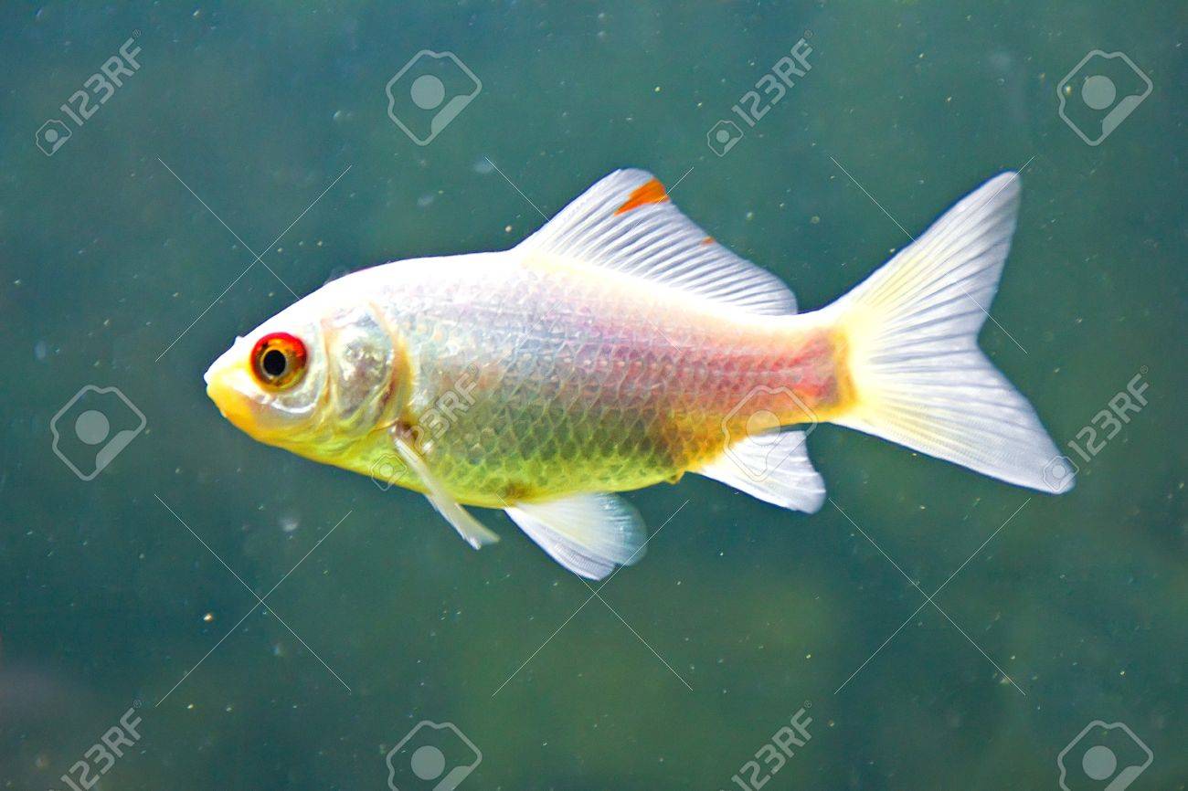 self warming dog pad