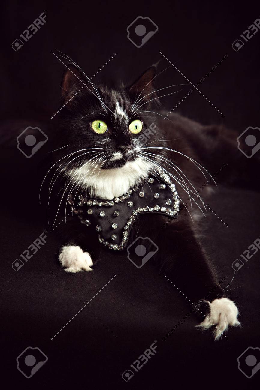 etiam-dictum-ipsum-a-felis