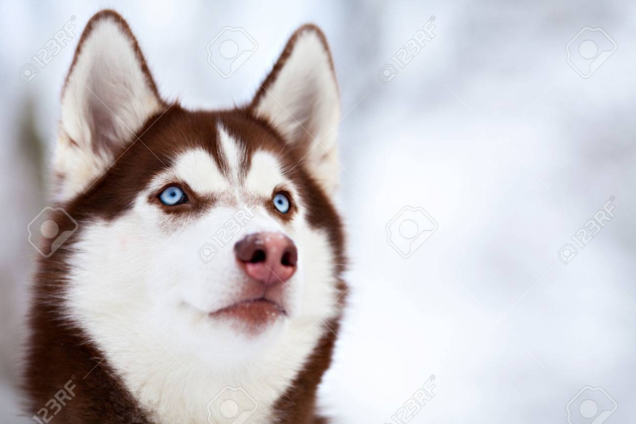茶色のハスキー犬の肖像画 の写真素材 画像素材 Image