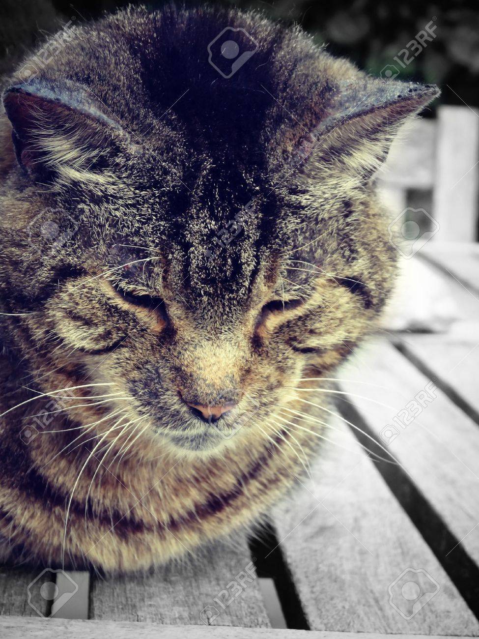 etiam-dictum-ipsum-a-felis