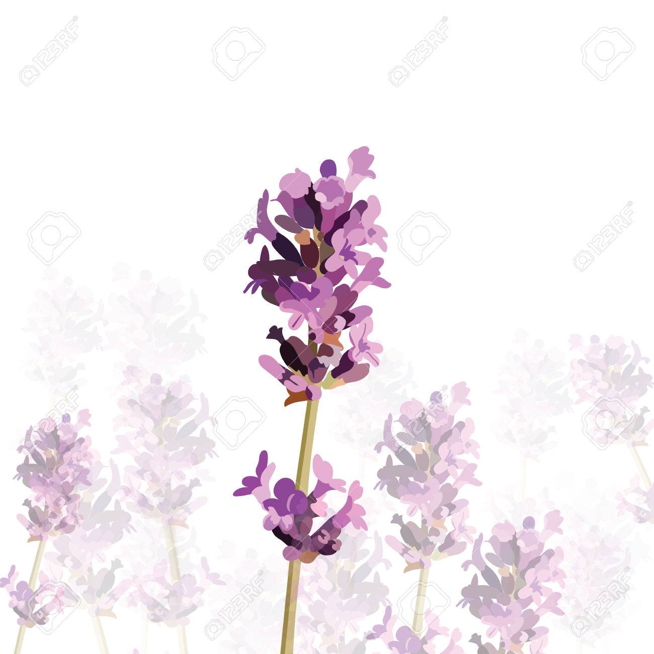 Lavendelblute In Aquarell Malen Stil Vector Sanfte Bluhen Blumen Bouquet Isoliert Auf Weiss Vintage Label Mit Lavendel Schonen Duft Lizenzfrei Nutzbare Vektorgrafiken Clip Arts Illustrationen Image 61232969