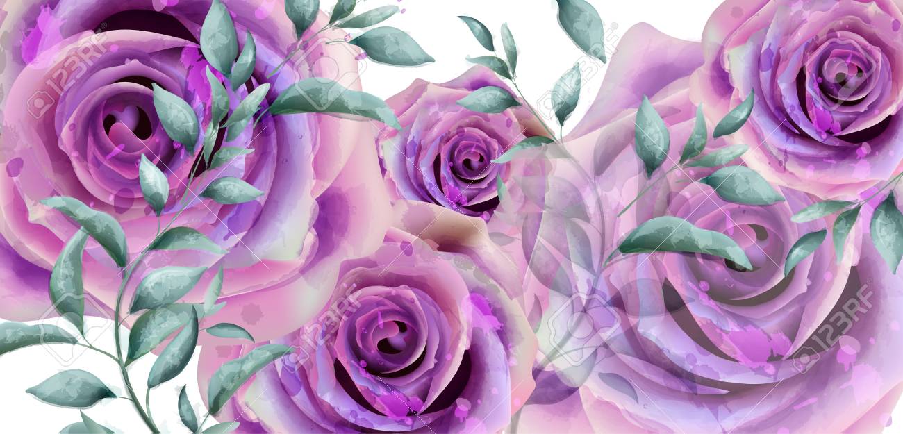 purple roses watercolor vector