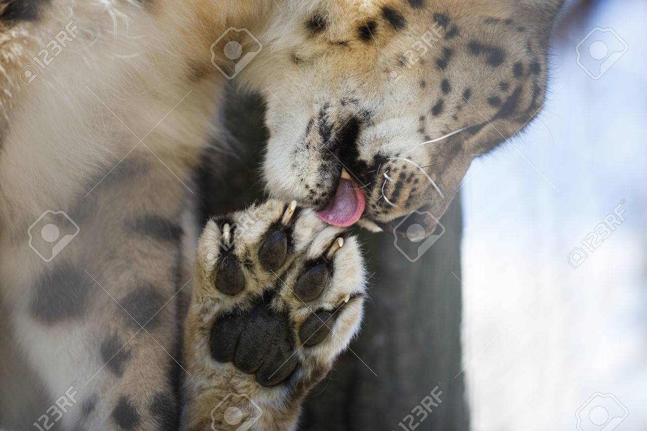 portrait of a snow leopard paw licking closeup stock photo picture
