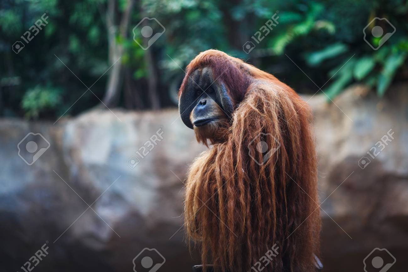 ライプツィヒ動物園の大人のオランウータンの肖像画 の写真素材 画像素材 Image ライプツィヒ動物園の大人のオランウータンの肖像画 の写真素材 画像素材 Image