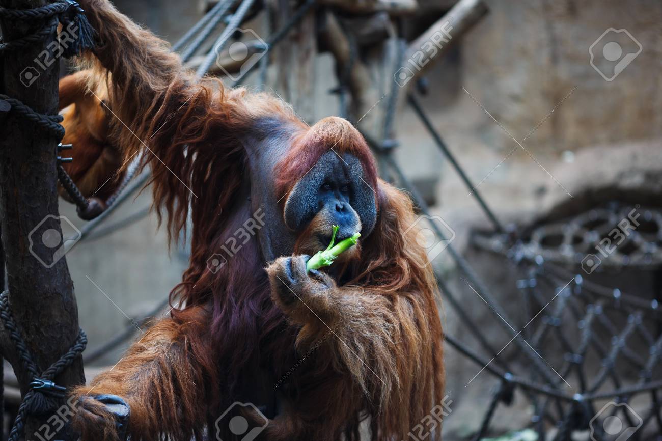 ライプツィヒ動物園の大人のオランウータンの肖像画 の写真素材 画像素材 Image ライプツィヒ動物園の大人のオランウータンの肖像画 の写真素材 画像素材 Image