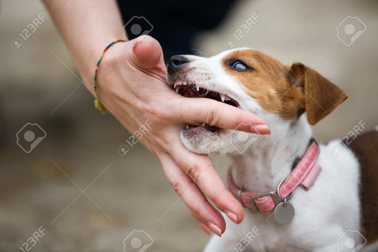 jack russell puppy biting