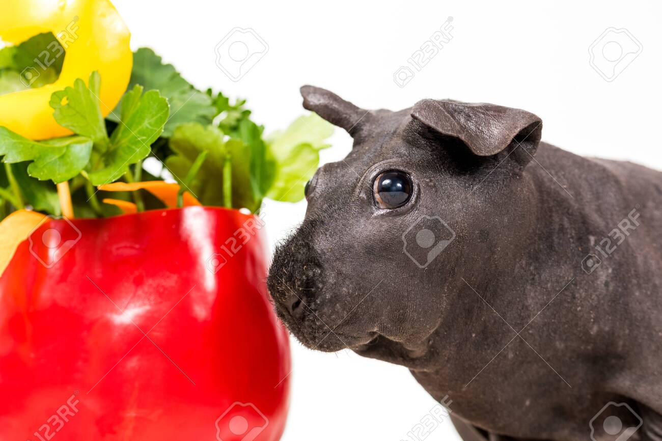 black skinny guinea pig
