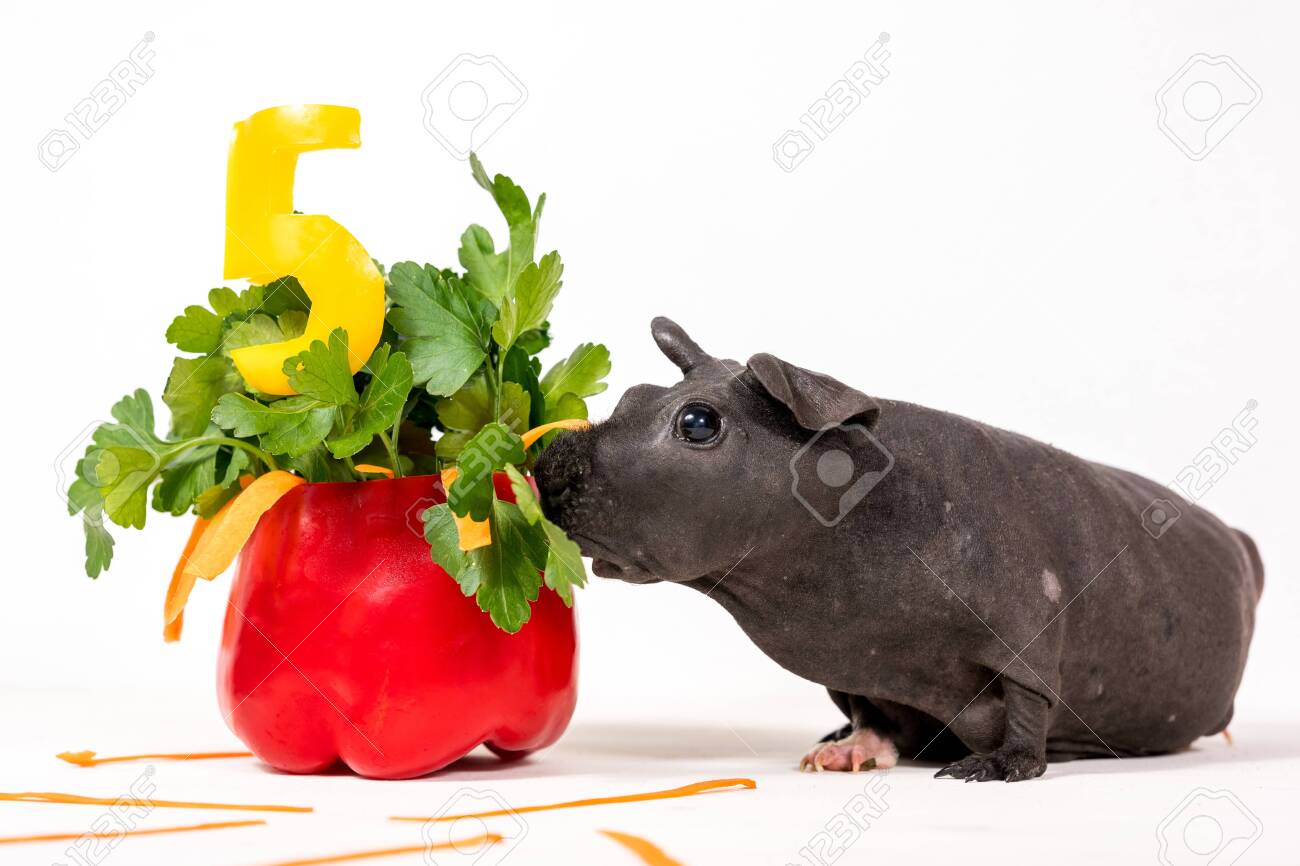 black skinny guinea pig