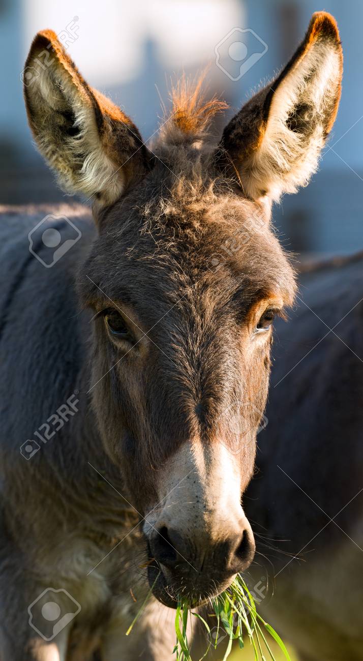 Cima De Um Marrom Branco Burro Olhando Camera E Comer Grama Verde Fotos Retratos Imagenes Y Fotografia De Archivo Libres De Derecho Image 65416275