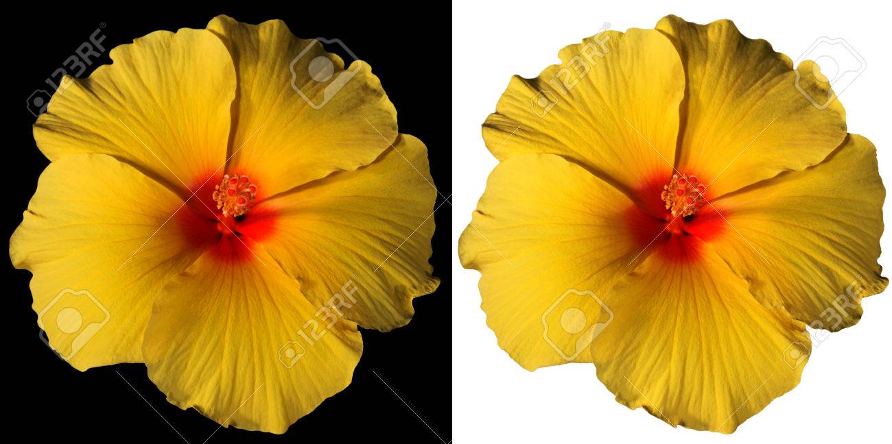 Macro Photographie Dune Fleur Orange Jaune Et Rouge Hibiscus Isolé Sur Blanc Et Sur Fond Noir