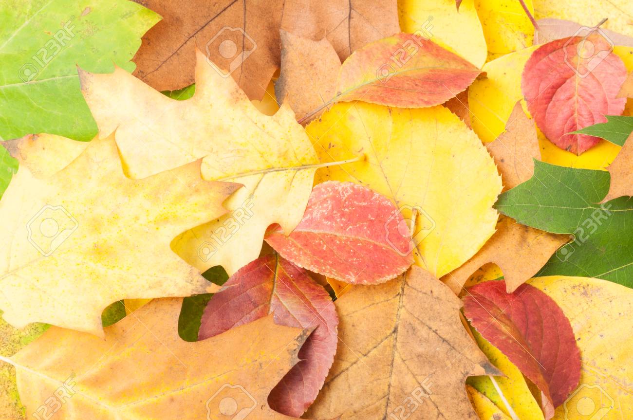 乾燥し 色鮮やかな秋の紅葉の壁紙が作られました の写真素材 画像素材 Image 乾燥し 色鮮やかな秋の紅葉の壁紙が作られました の写真素材 画像素材 Image