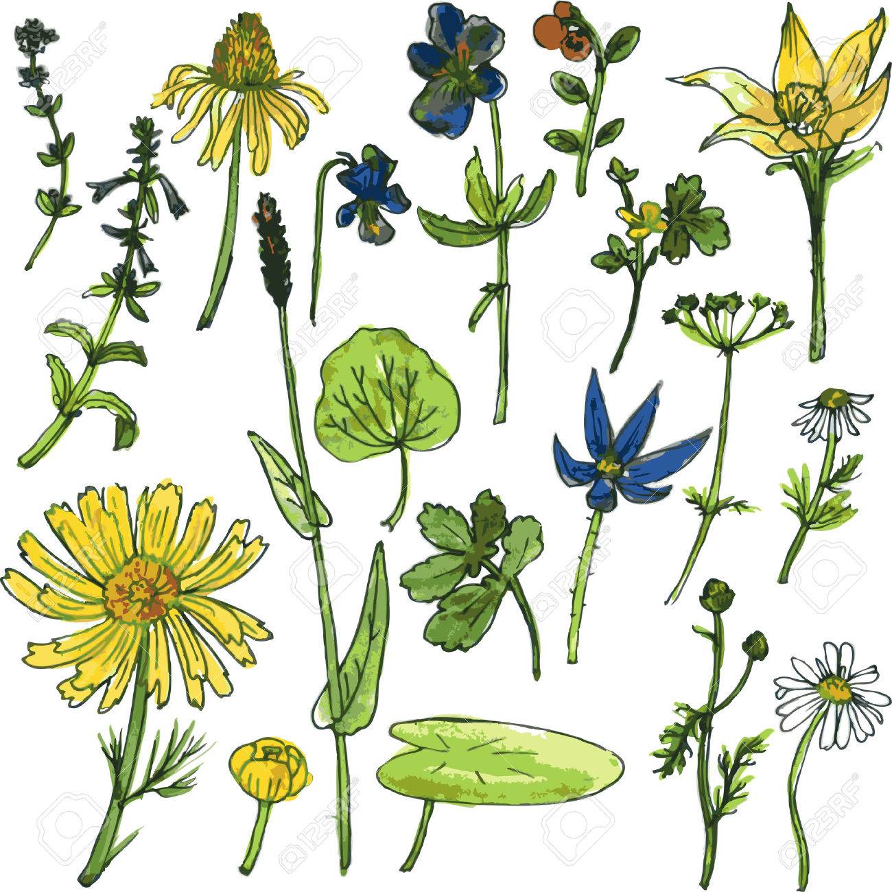Set Aquarellzeichnung Krautern Und Blumen Vektor Illustration Lizenzfrei Nutzbare Vektorgrafiken Clip Arts Illustrationen Image 39528406