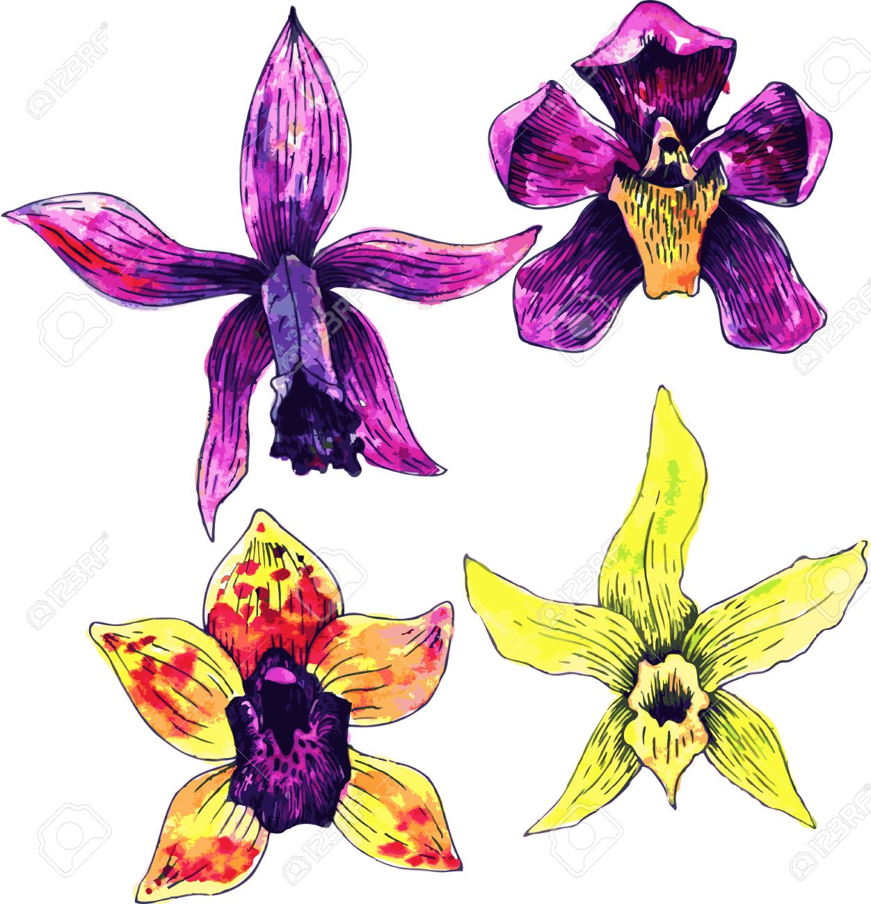 Quatre Dessin Des Fleurs Dorchidées Aquarelle Tiré Par La Main Illustration Vectorielle